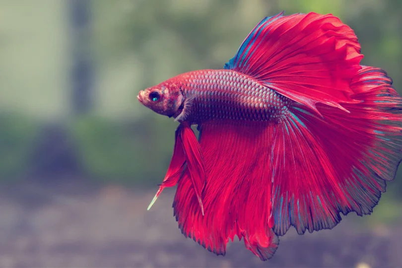 Betta Fish 1