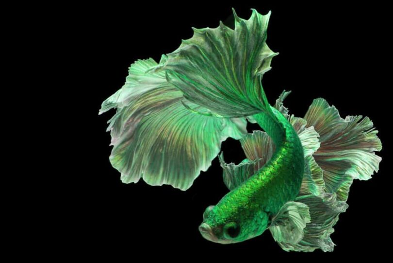 Betta Fish 1