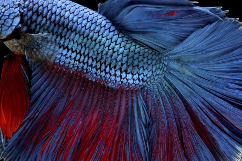 Betta Fish 2