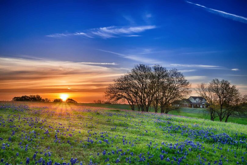 Moving to Texas Photo of Field of Bluebonnets