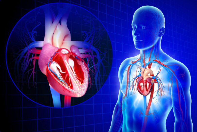 cardiovascular system