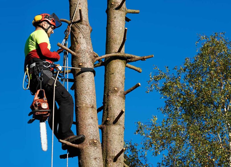 tree surgeon 1