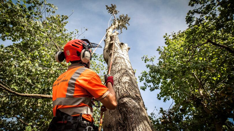 tree surgeon 3