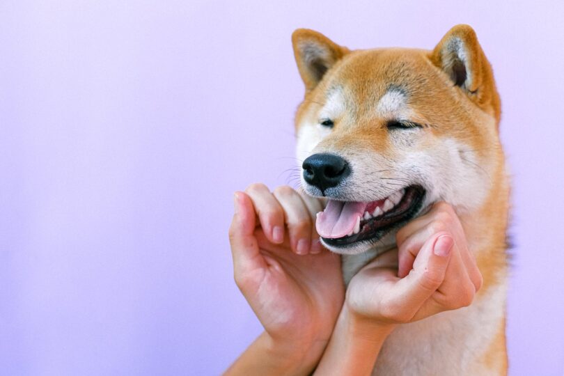 Dogecoin (DOGE) is back at it, anticipates Coinbase listing