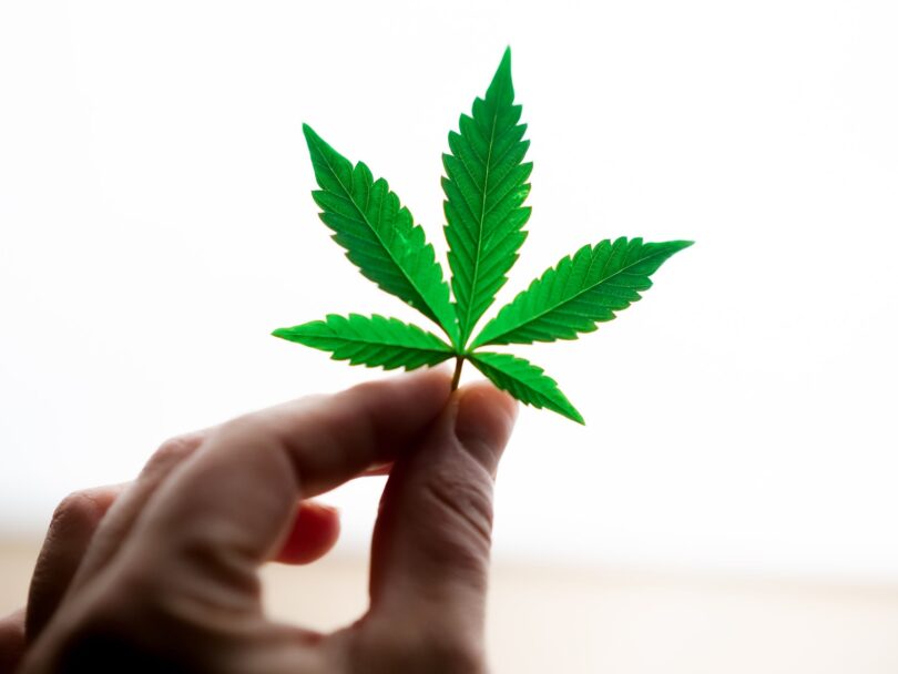 Deep Dive: Cannabis leader Tilray (TLRY) should be in your portfolio