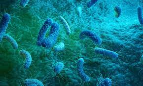 Burkholderia Infections Market