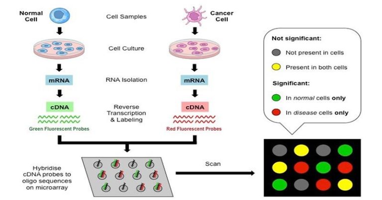 DNA Gene Microarray