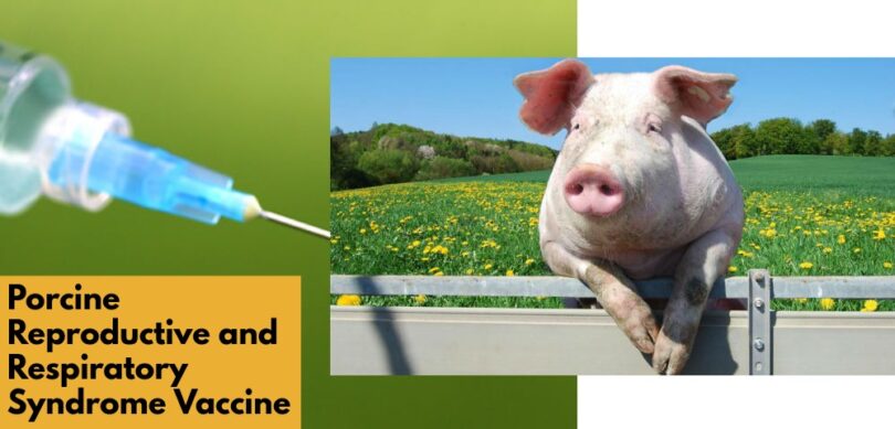 Porcine Reproductive and Respiratory Syndrome Vaccine 1