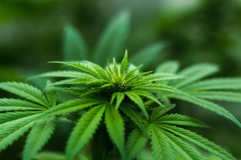 Luxembourg to legalize Marijuana
