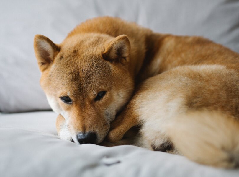 Shiba Inu (SHIB) sees green as it snags former Activision executive and partners with Newegg